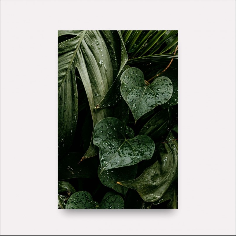 Quadro Folhagem Maravilhosa Gotas de Chuva