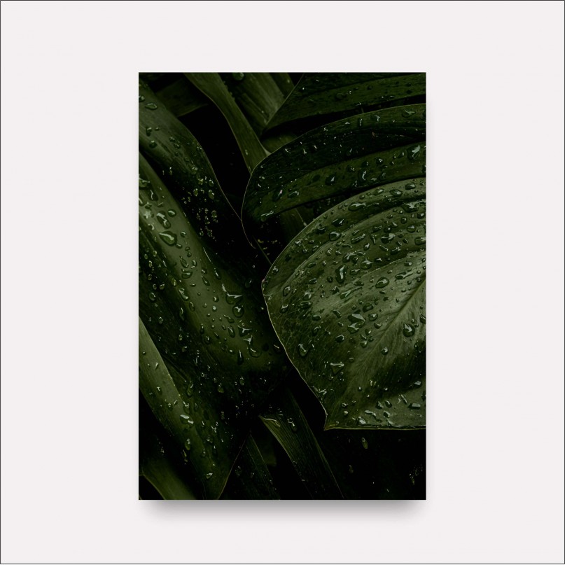 Quadro Folhagem Verde Natural Gotas de Chuva