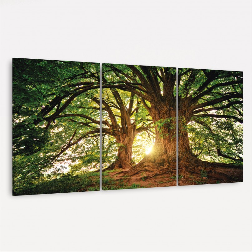 Quadro Árvores Grandes Galhos Paisagem - Tree At Sunset