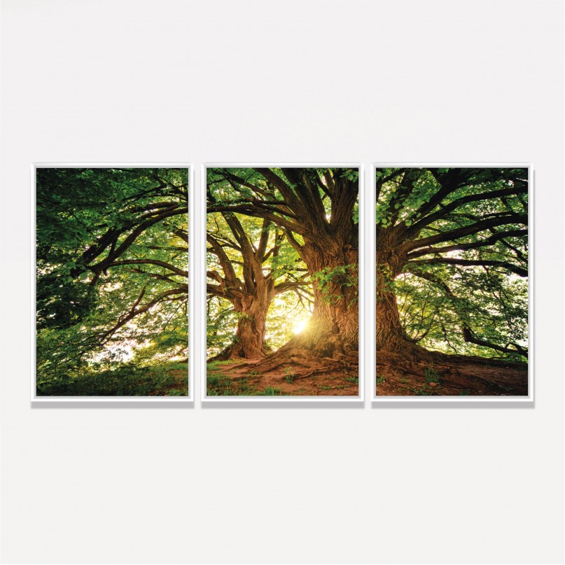 Quadro Árvores Grandes Galhos Paisagem - Tree At Sunset
