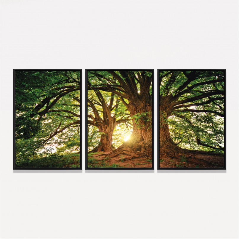 Quadro Árvores Grandes Galhos Paisagem - Tree At Sunset