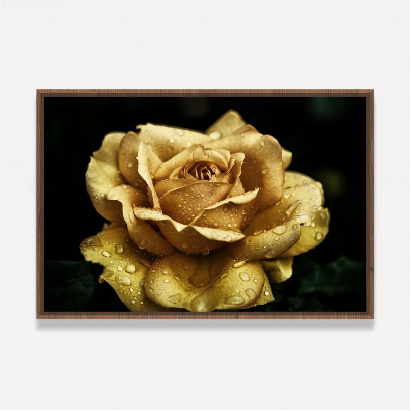 Quadro Flor de Rosa Amarela Detail