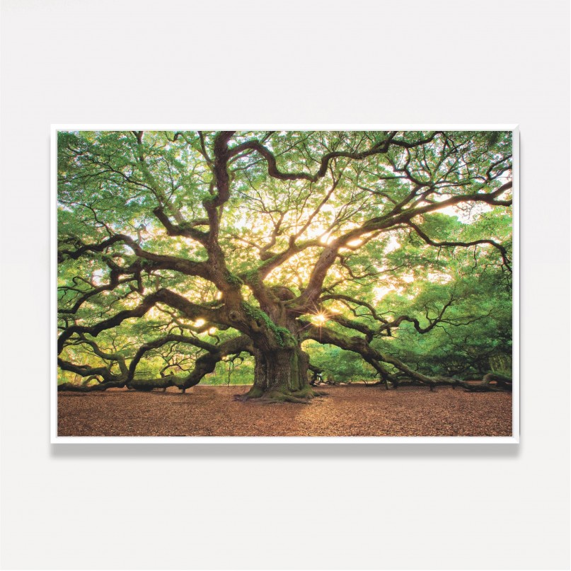 Quadro Árvore Natureza Enorme - Carvalho Antigo