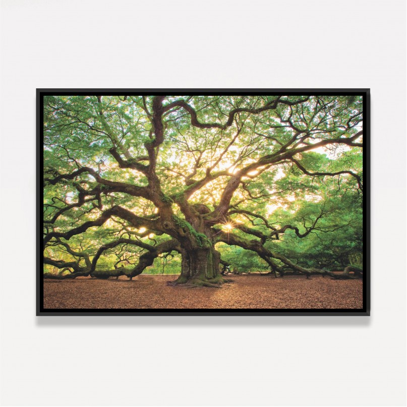 Quadro Árvore Natureza Enorme - Carvalho Antigo
