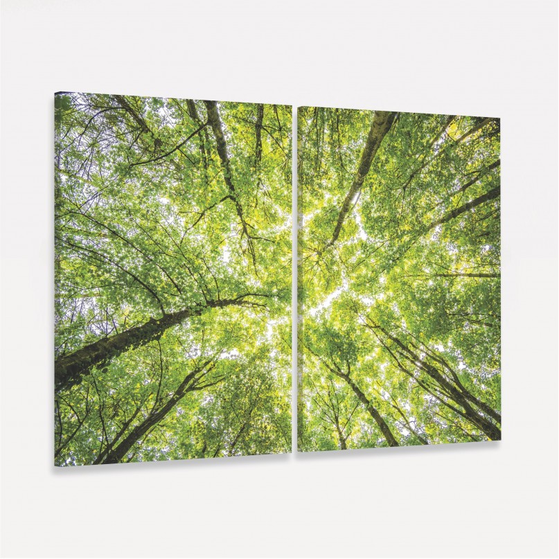 Quadro Árvores Topo de Floresta - Folhagem Verde