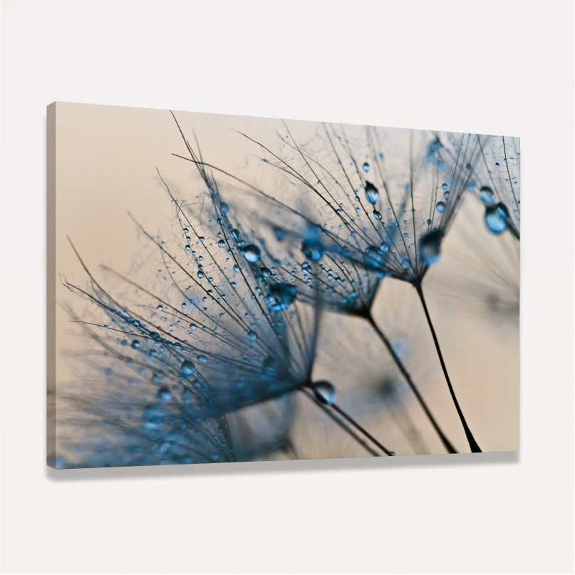 Quadro Flor Dente de Leão Macro Gotas de Água