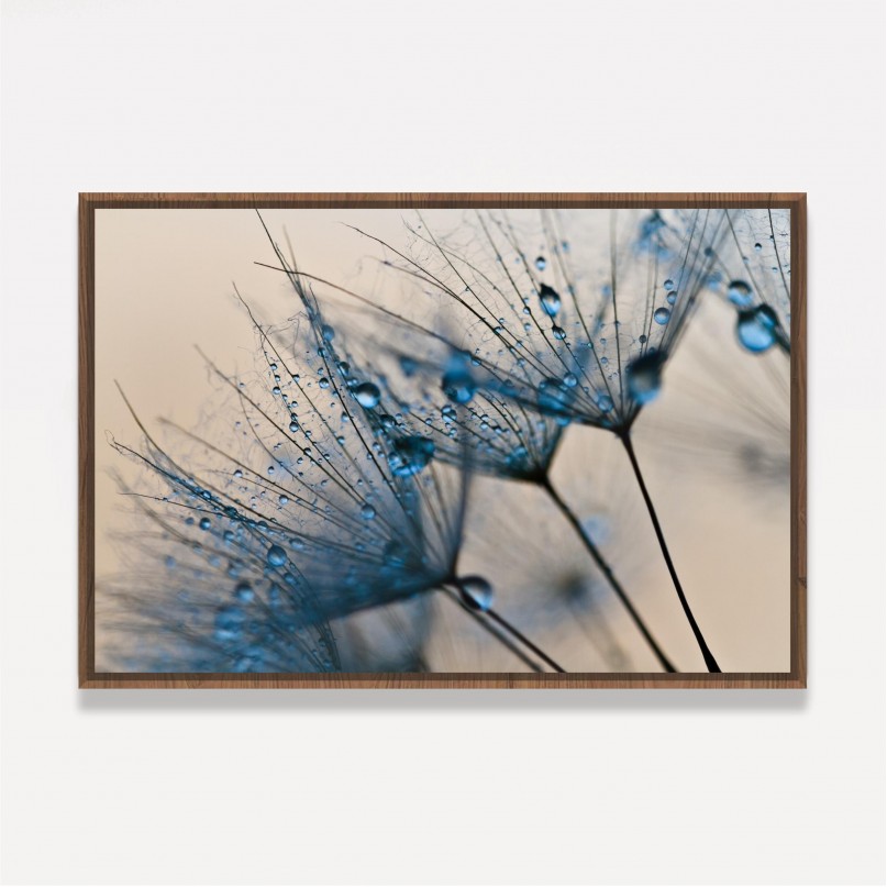 Quadro Flor Dente de Leão Macro Gotas de Água