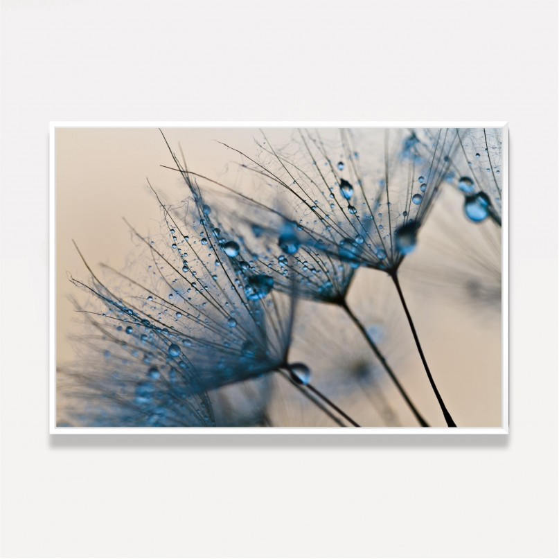 Quadro Flor Dente de Leão Macro Gotas de Água