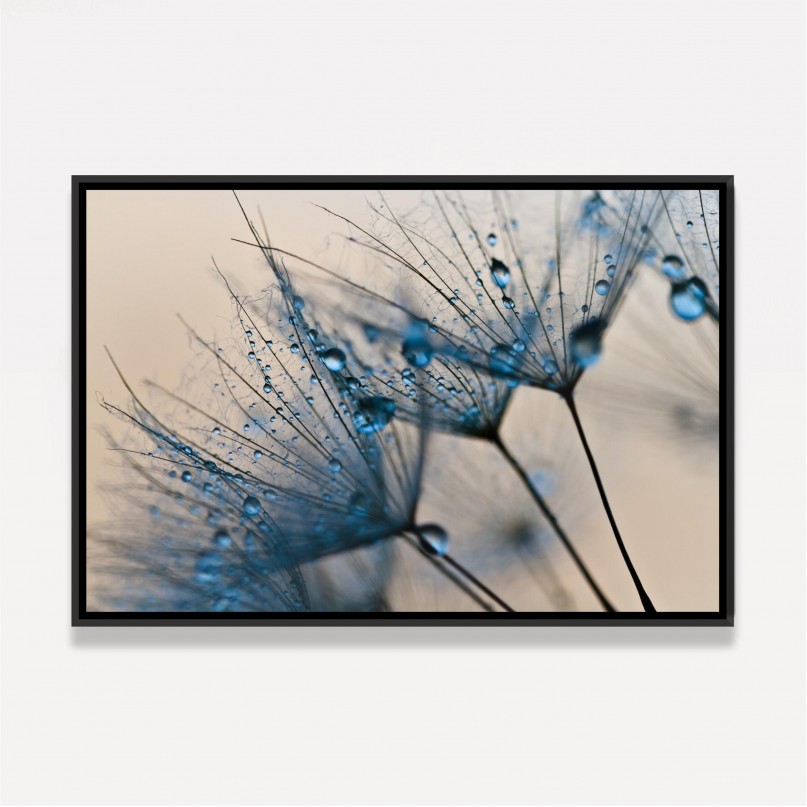 Quadro Flor Dente de Leão Macro Gotas de Água