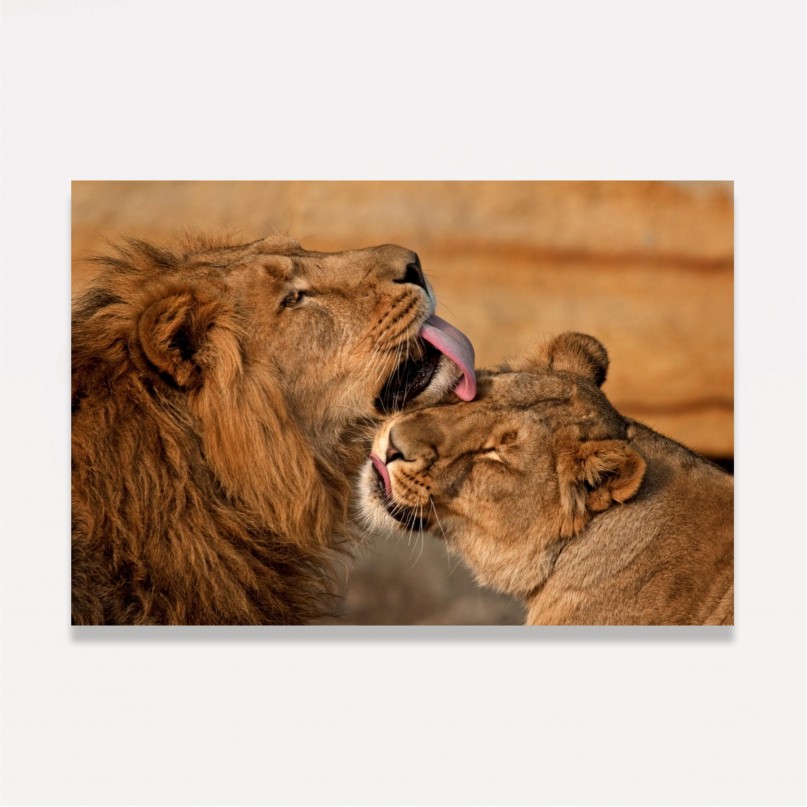 Quadro Casal de Leões Carinho e Amor