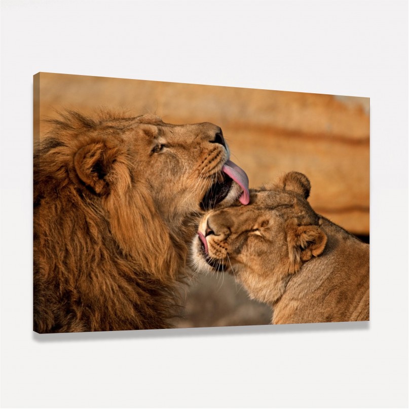Quadro Casal de Leões Carinho e Amor