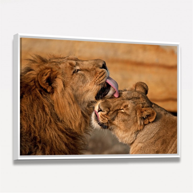 Quadro Casal de Leões Carinho e Amor