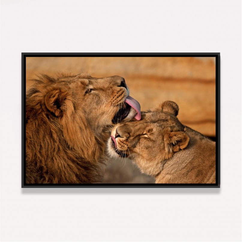 Quadro Casal de Leões Carinho e Amor