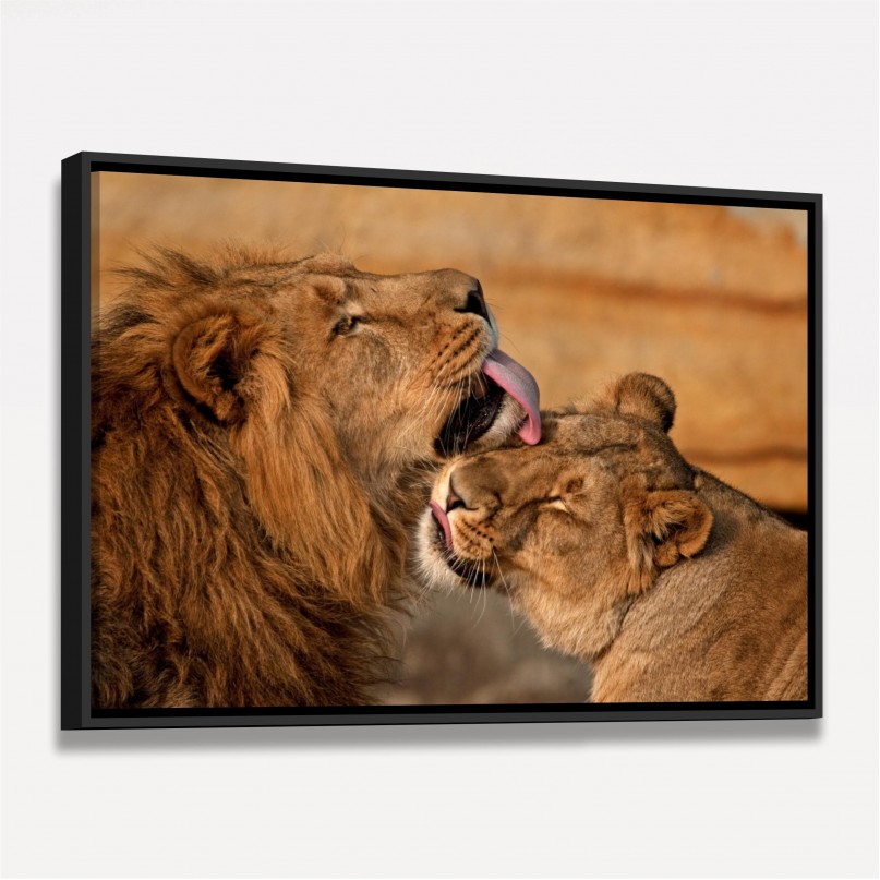 Quadro Casal de Leões Carinho e Amor