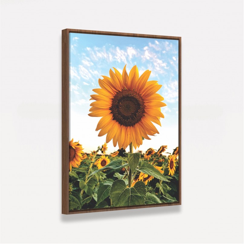 Quadro Flor de Girassol Ao Céu Azul - Amazing Sunflower