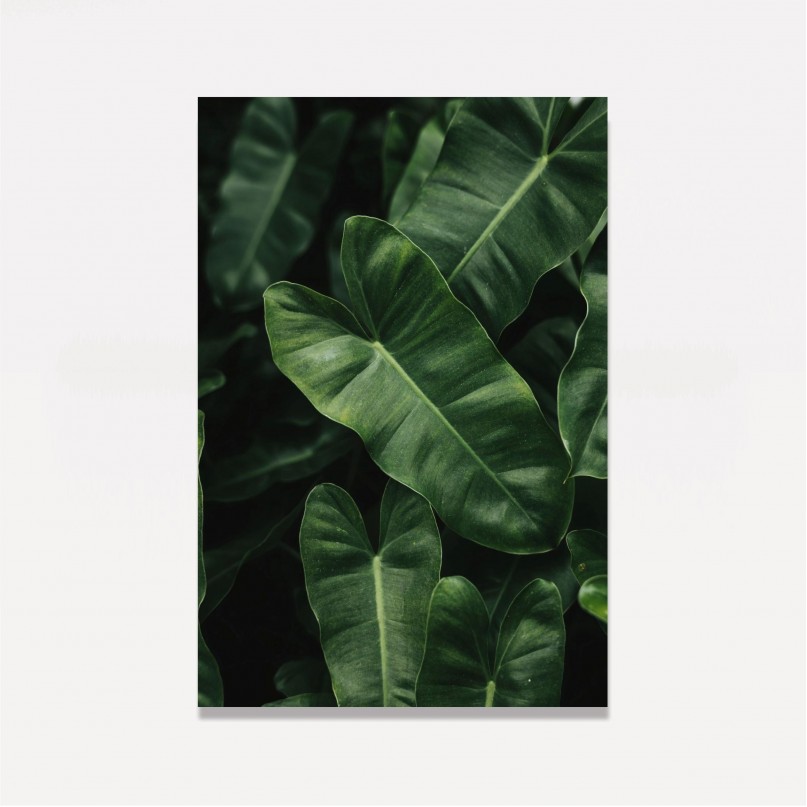 Quadros Folhas Verdes Planta Imbé
