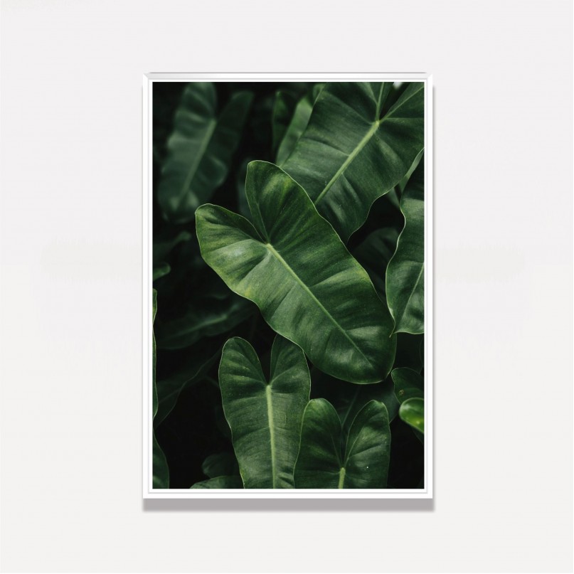Quadros Folhas Verdes Planta Imbé