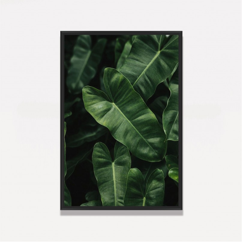 Quadros Folhas Verdes Planta Imbé