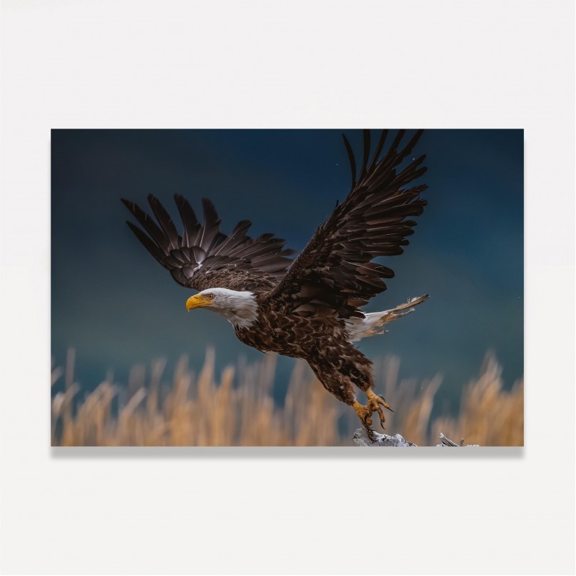 Quadro Voo Águia Cabeça Branca