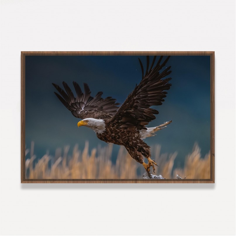 Quadro Voo Águia Cabeça Branca