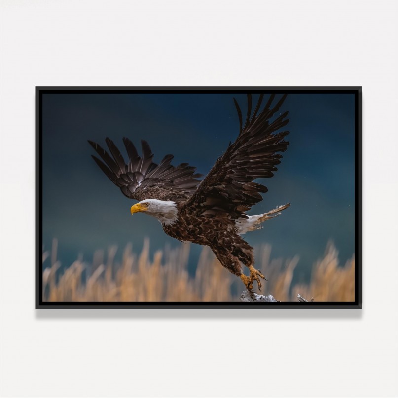 Quadro Voo Águia Cabeça Branca