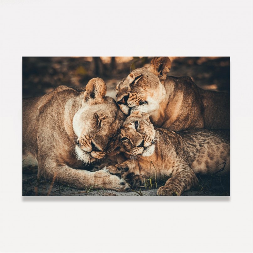 Quadro Família de Leões Afeto Artístico