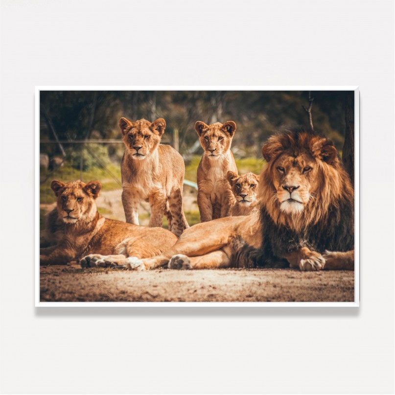 Quadro Grande Família de Leões Artístico 3 Filhotes