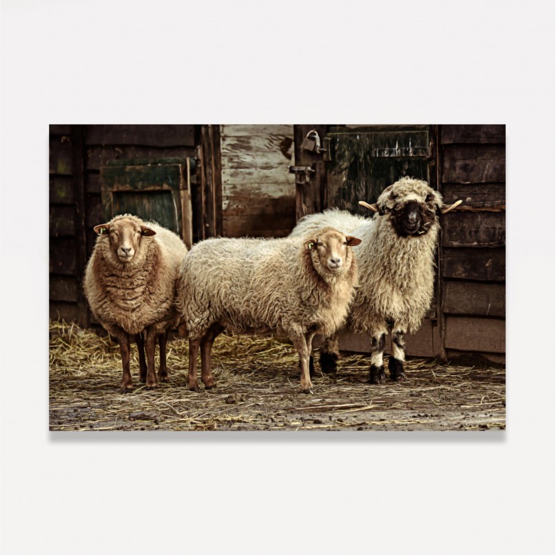 Quadro Trio de Ovelhas Vintage