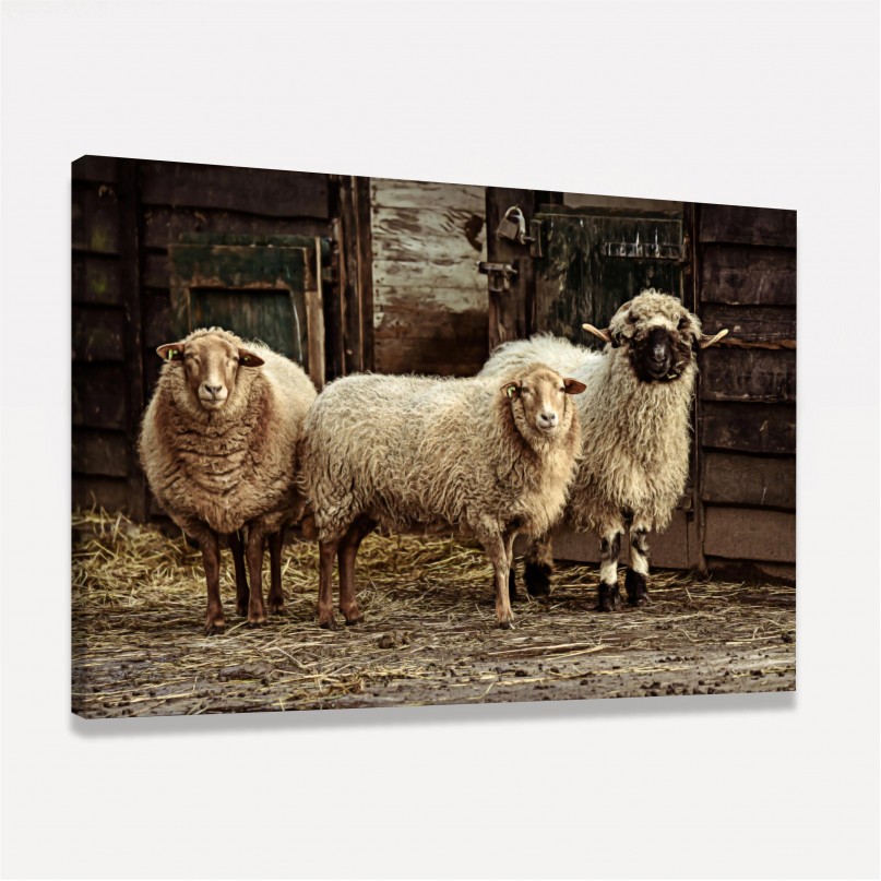 Quadro Trio de Ovelhas Vintage
