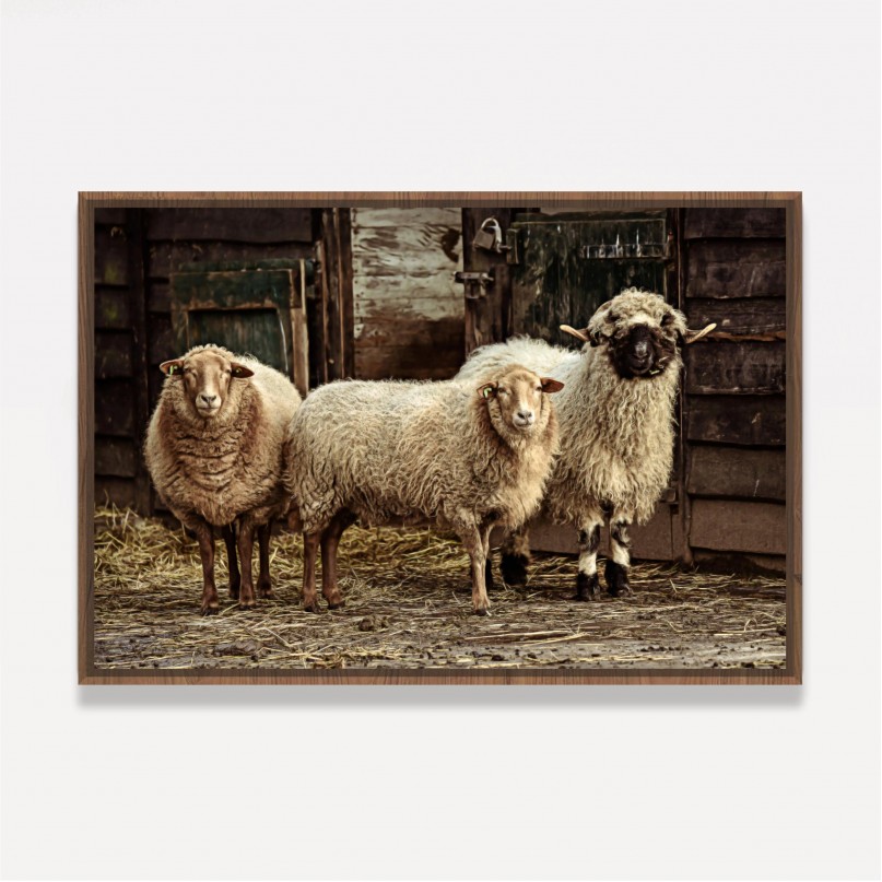 Quadro Trio de Ovelhas Vintage