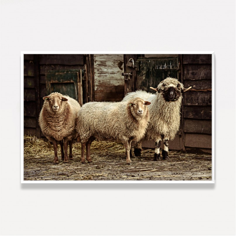 Quadro Trio de Ovelhas Vintage