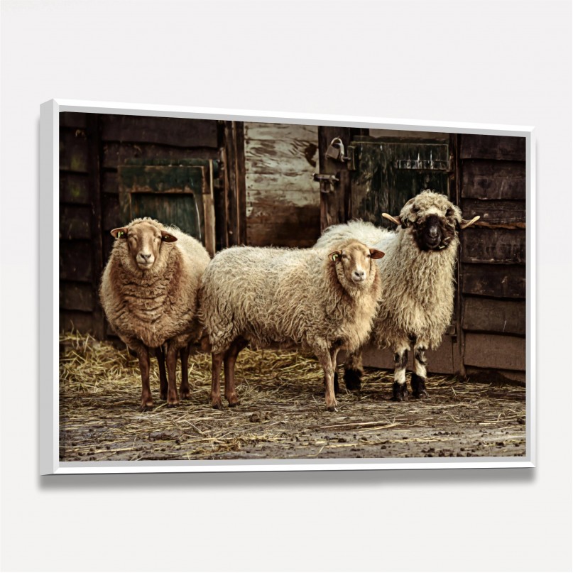 Quadro Trio de Ovelhas Vintage