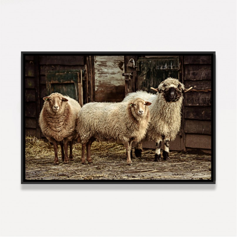 Quadro Trio de Ovelhas Vintage