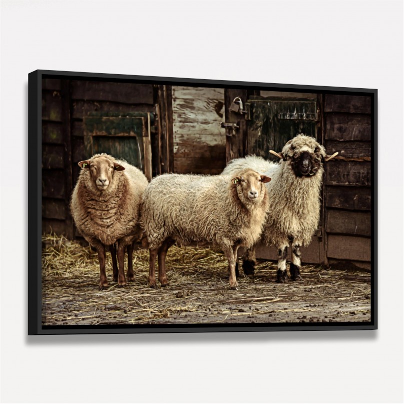 Quadro Trio de Ovelhas Vintage
