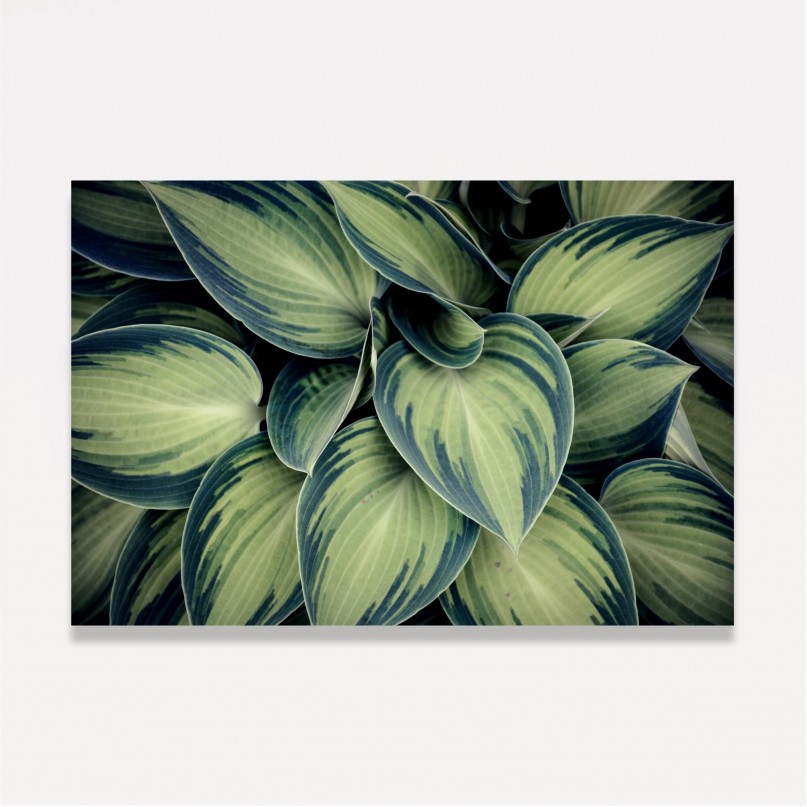 Quadro Planta Folhas Verdes