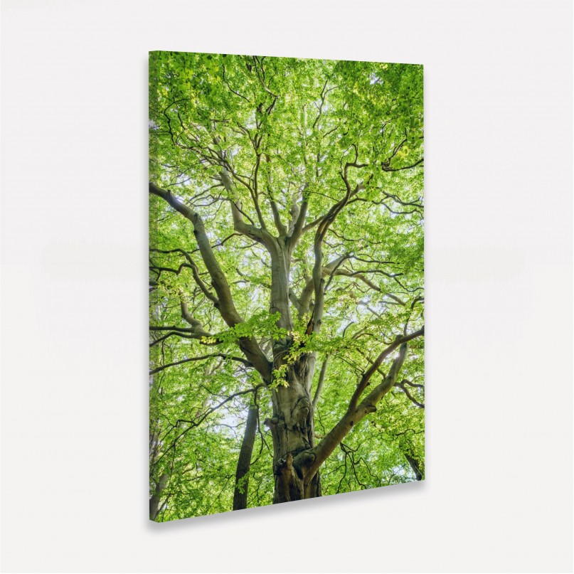 Quadro Entre Folhas e Ramos