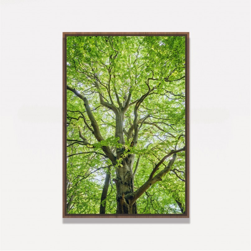 Quadro Entre Folhas e Ramos