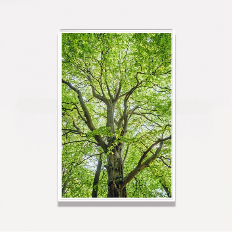 Quadro Entre Folhas e Ramos