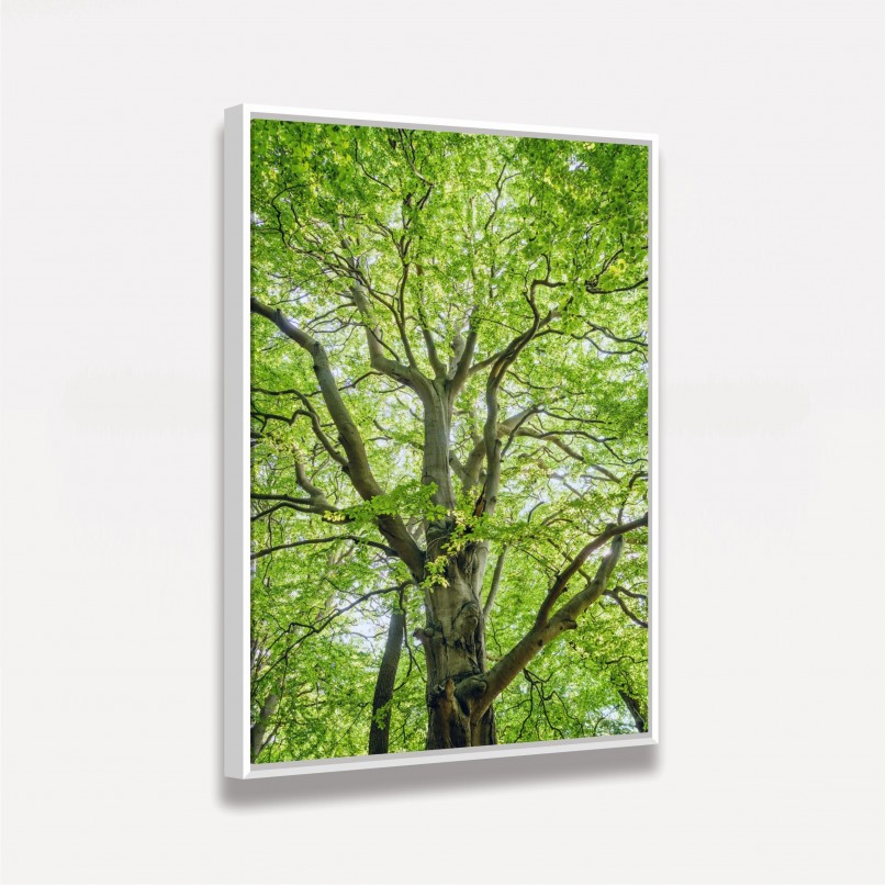 Quadro Entre Folhas e Ramos