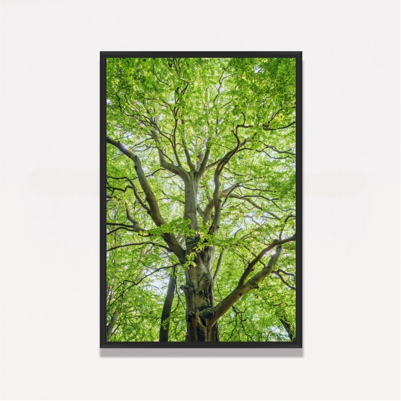 Quadro Entre Folhas e Ramos