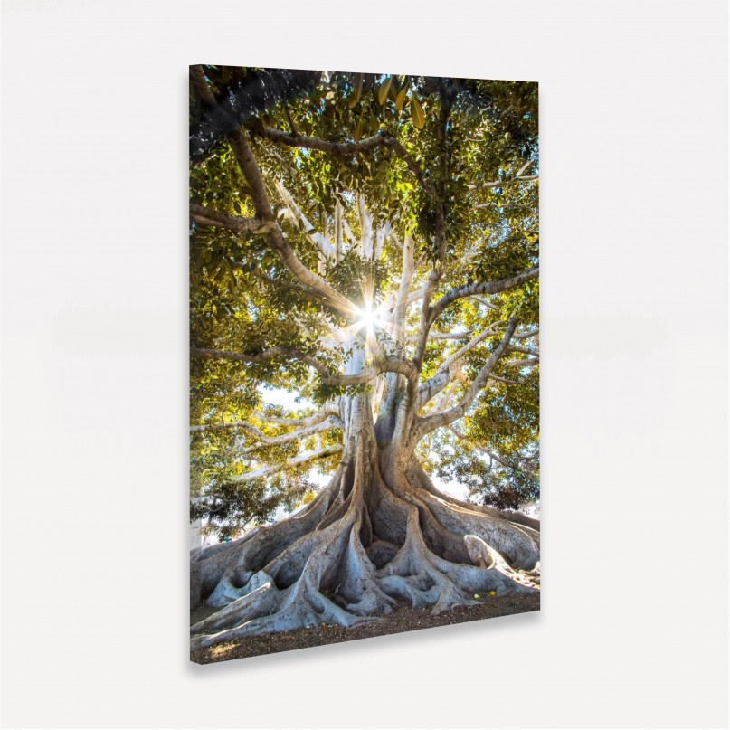 Quadro Árvore Grandes Raízes