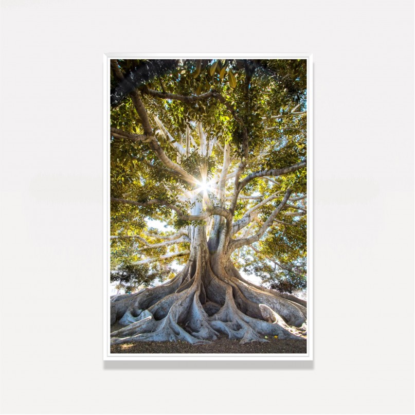Quadro Árvore Grandes Raízes