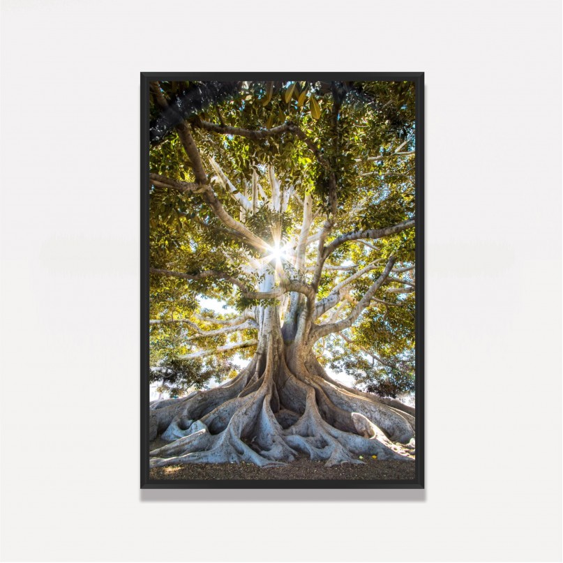 Quadro Árvore Grandes Raízes