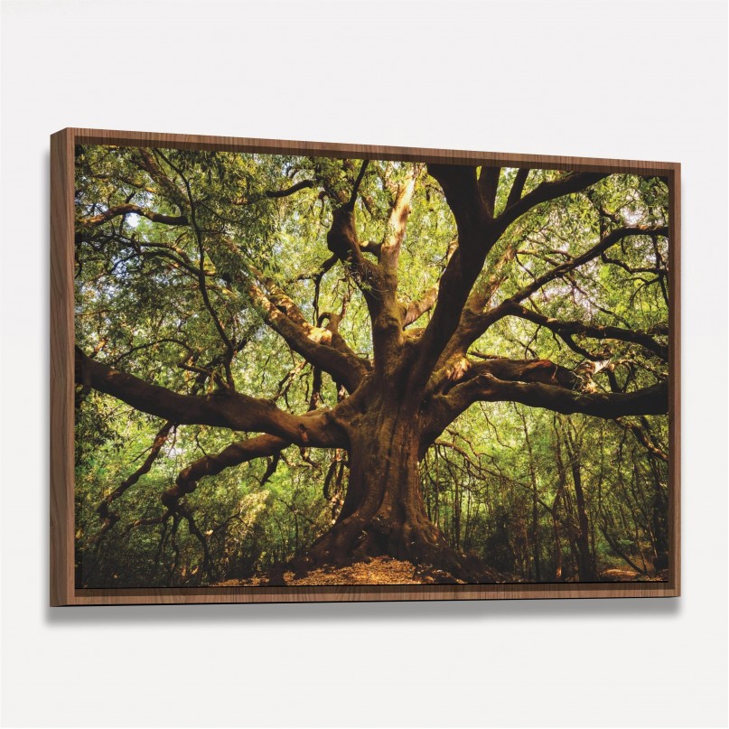 Quadro Árvore Parque  Ilice del Carrinu - Itália