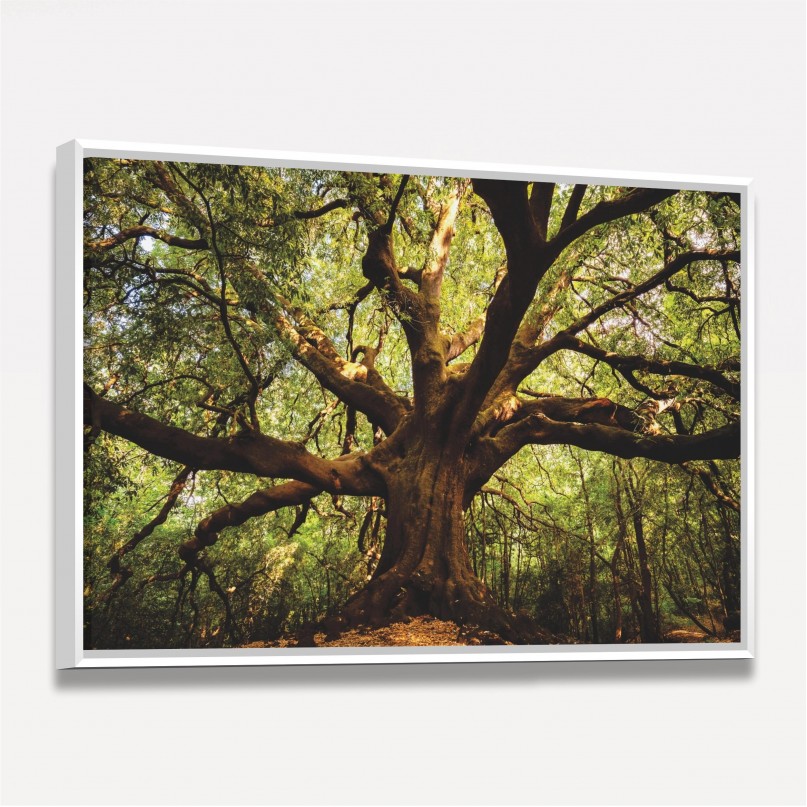 Quadro Árvore Parque  Ilice del Carrinu - Itália