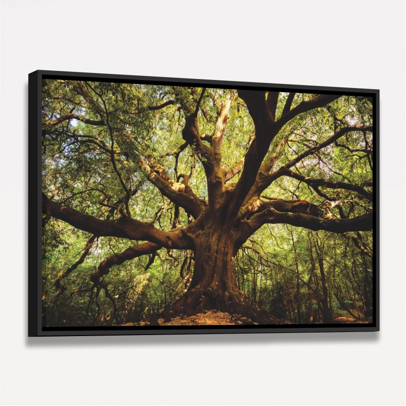 Quadro Árvore Parque  Ilice del Carrinu - Itália