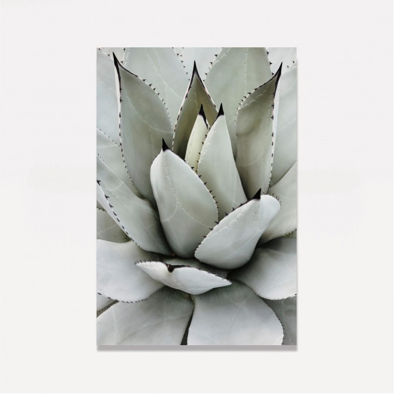 Quadro Decorativo Babosa Tropical 