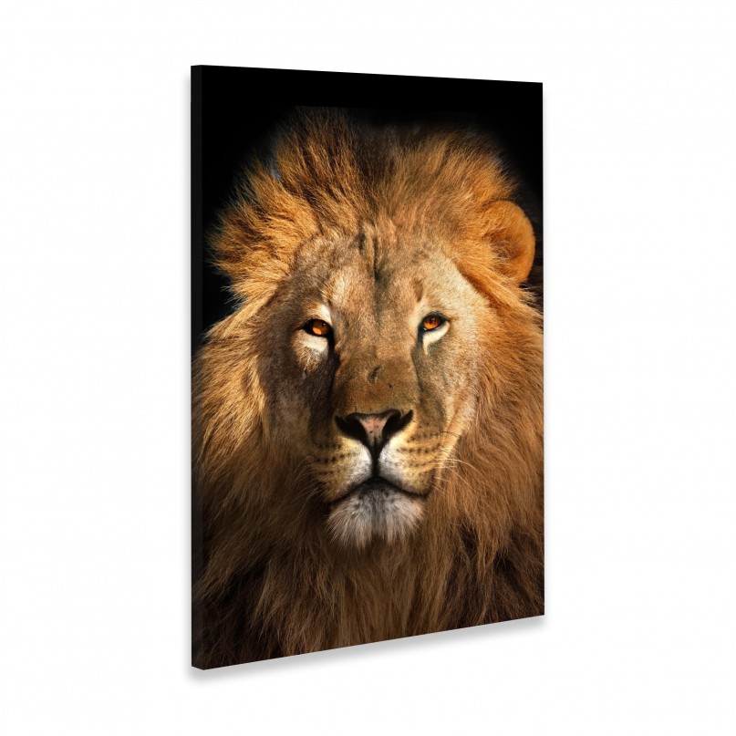 Quadro Leão Africano Olhar Imponente