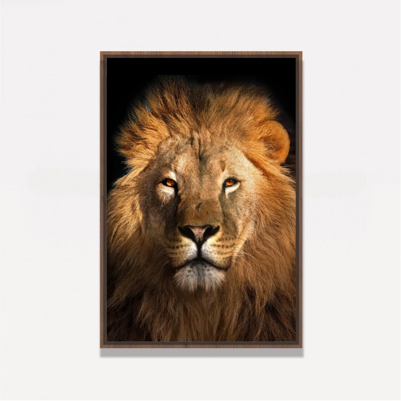 Quadro Leão Africano Olhar Imponente