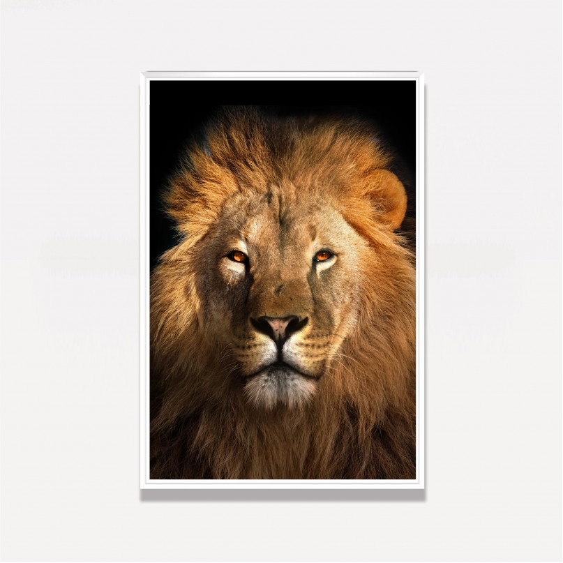 Quadro Leão Africano Olhar Imponente